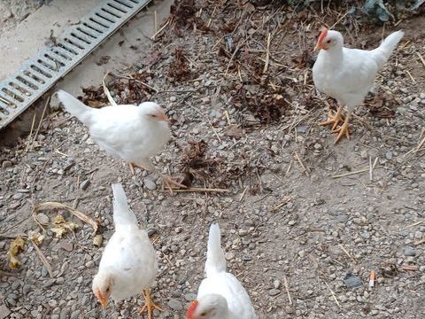 Poules.coq .azur. 20 32120 Homps