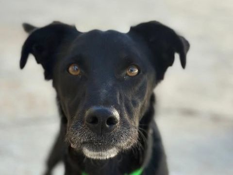 LOQUILLO 320 27620 Gasny