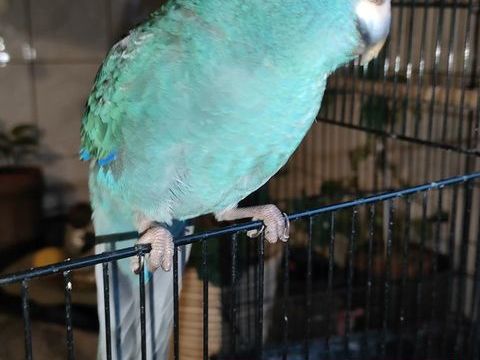  Oiseaux Exotiques l 12 55500 Nançois-sur-ornain