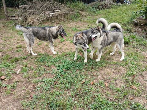 Adorables Chiots Husky de Sib&eacute;rie 400 19140 Eyburie
