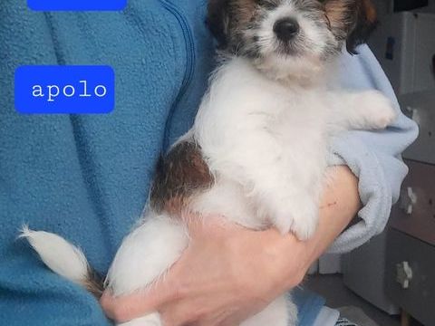 Chiots type bichon havanais 599 14100 Beuvillers