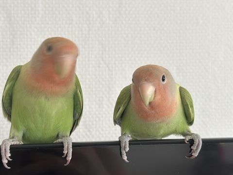 couple d'ins&eacute;parables 170 93150 Le blanc-mesnil