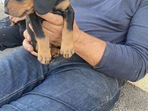 Chiot males lof kopov 400 45700 Villemandeur