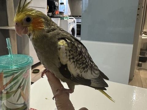 Calopsitte eam 100 93230 Romainville