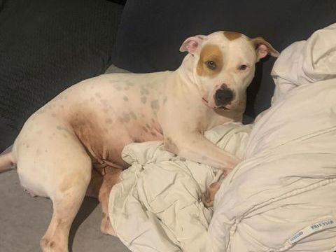 NIBBY, 4 ans  cherche  un  bon foyer. 280 92350 Le plessis-robinson