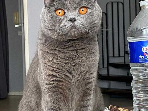 Yuki beaut&eacute; au flegme anglais 250 93400 Saint-ouen