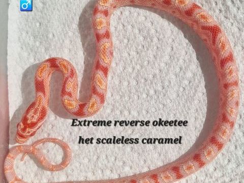 Pantherophis guttatus okeetee het scaleless 70 94380 Bonneuil-sur-marne
