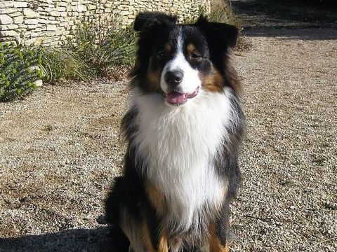 saillie berger australien 0 84490 Saint-saturnin-l�s-apt