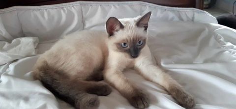 chat M 0 86530 Naintr