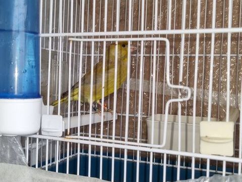 Canaris Verdier brun de mutation  60 69500 Bron