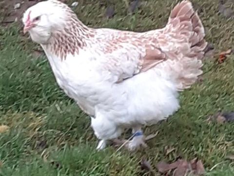  poules et coq  faverolles allemande pure race 2 50190 P�riers