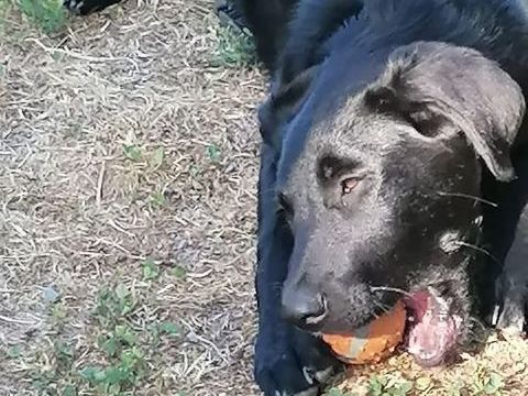 DIANA, adorable chiot Labrador croisé Beauceron à adopter via l'association UMA 300 18370 Chteaumeillant
