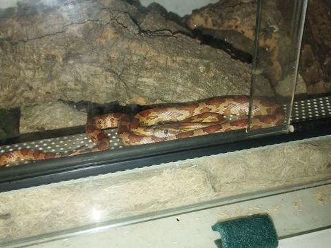 Serpent et vivarium 400 54600 Villers-lès-nancy