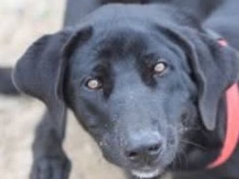 BICHOTA 320 27620 Gasny