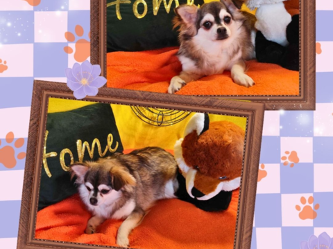 Chiot chihuahua femelle poils longs 600 18140 Pr�cy