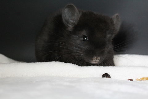 Femelles chinchillas à réserver 300 28350 Dampierre-sur-avre