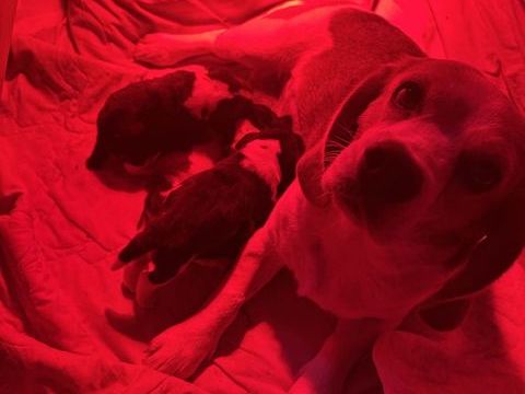 chiots beagle lof 900 13700 Marignane