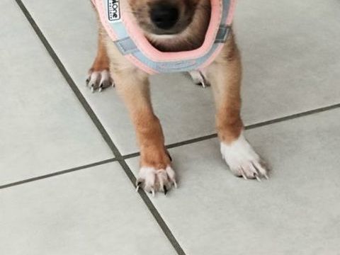 Un gentil chiot 850 69500 Bron