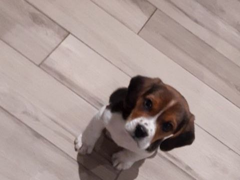Chiot beagle 0 56580 Br�han
