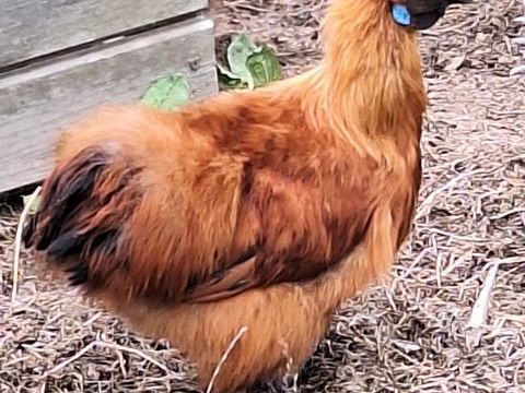 Poule de soie fauve 20 56190 Le guerno
