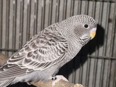 Perruche ondul&eacute;e blackface 100 22120 Pommeret