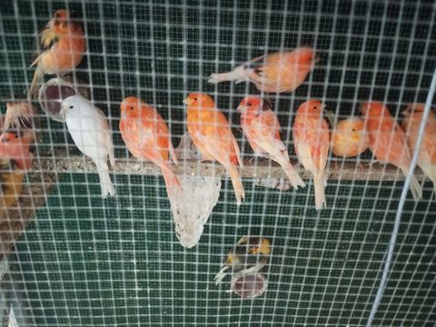 canaris d&eacute;but d'ann&eacute;e 2025 35 44800 Saint-herblain