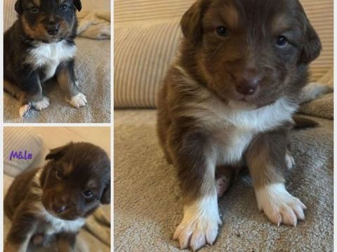 Berger australien 0 59186 Anor