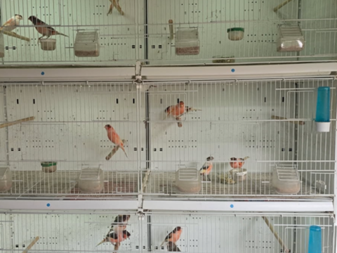 Disponible couples canaris et arlequins 70 83340 Le luc