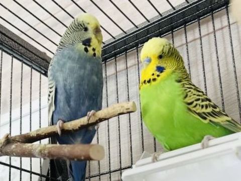 vends couple de perruche 30 67370 Schnersheim