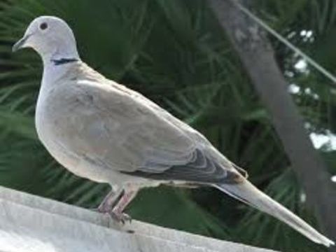 21B&eacute;b&eacute; tourterelle 10 51130 Vertus