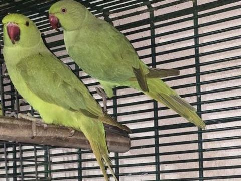 Collier vert 80 77410 Claye-souilly