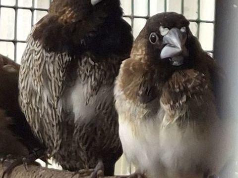 Couple de Moineaux du Japon 2 ans + leur b&eacute;b&eacute; 1 an  30 30270 Saint-jean-du-gard