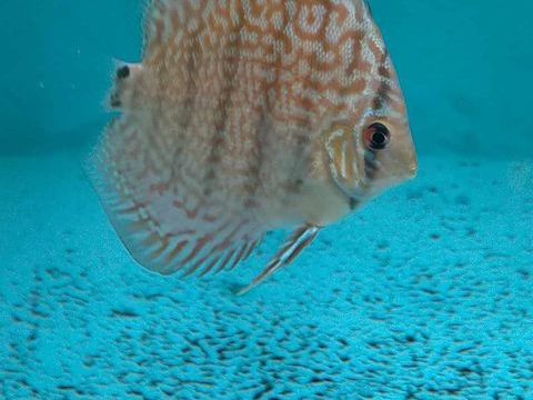  discus 1 44390 Casson