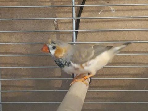 mandarin 0 29900 Concarneau