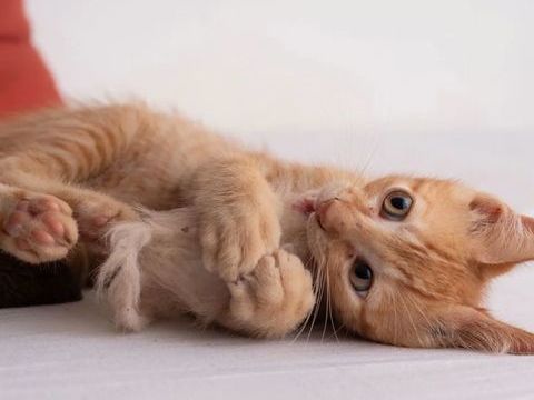 ✨️ NIRO ✨️ 🐱 210 01200 Valserhône