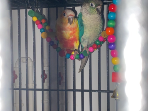 Couple de conure 650 59190 Hazebrouck