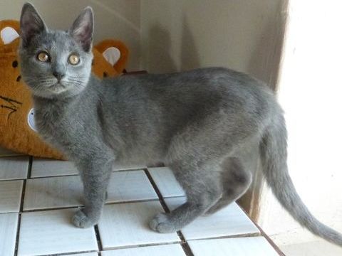 vente de chaton chartreux loof 880 36250 Saint-maur
