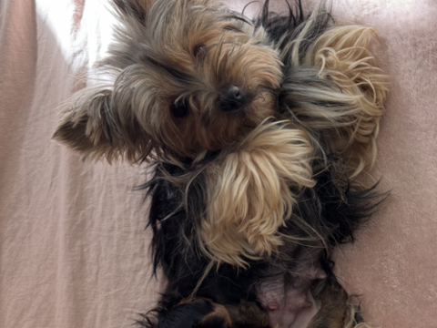 &Agrave; r&eacute;server Magnifique chiot YORKSHIRE M&acirc;le n&eacute; 25/01/2026 1600 83170 Tourves