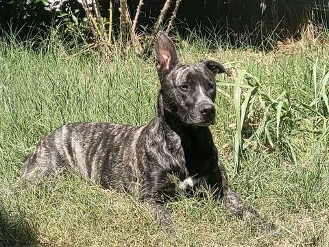 &Agrave; adopter contre bons soins : Tonio 4 ans 0 31860 Pins-justaret