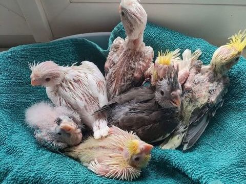 Bébé calopsitte élever a  la main 80 06340 La trinit