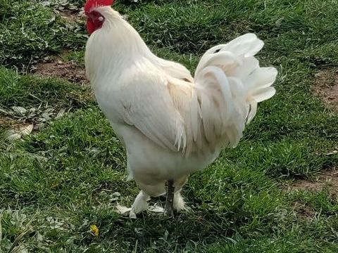 A DONNER ou &eacute;changer COQS en surnombre &agrave; mon domicile 0 24370 Sainte-mondane