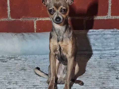 ratier de Prague /chihuahua 600 31230 Montbernard