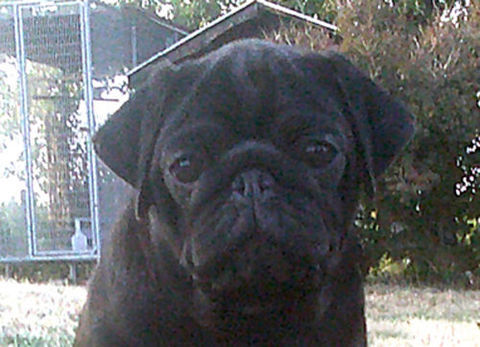 Beaux chiots carlins noir m&acirc;les 1200 69290 Grézieu-la-varenne