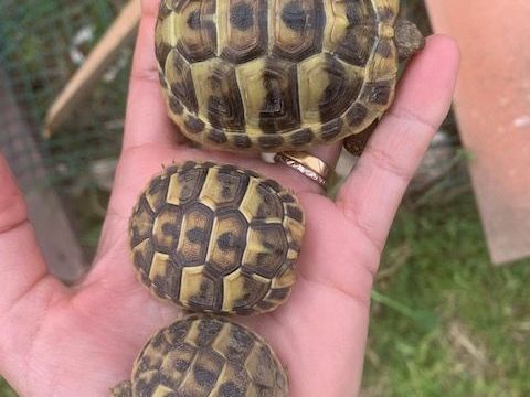 Tortue terrestre 50 34450 Vias