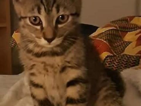GOURMAND CHATON DE 2 MOIS 80 62190 Lières