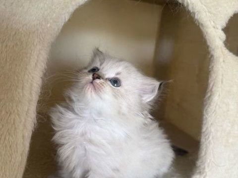  Chatons Sib&eacute;riens LOOF disponibles 1200 83200 Toulon