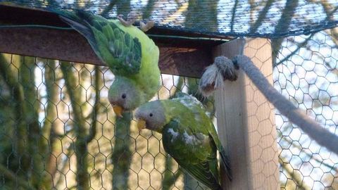 Perruches t&ecirc;te de prune 150 35510 Cesson-s�vign�