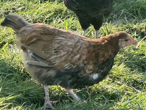 Poulettes 3 mois 25 81990 Puygouzon