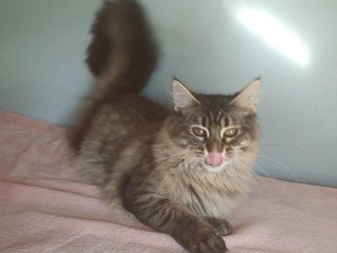 CHATONS MAINE COONS MALES ET FEMELLES 1000 69800 Saint-priest