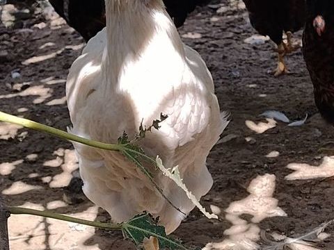 poule wyandotte grande race 30 28160 Brou